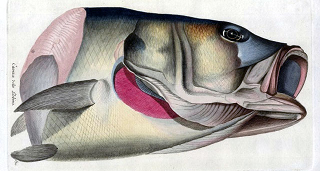 Peces de los mares de España, en la Real Academia de Bellas Artes de San Fernando. Por Félix José Hernández. CubaDemocraciayVida.ORG web/folder.asp?folderID=136