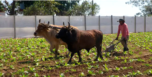 http://www.cubademocraciayvida.org/web/article.asp?artID=52615