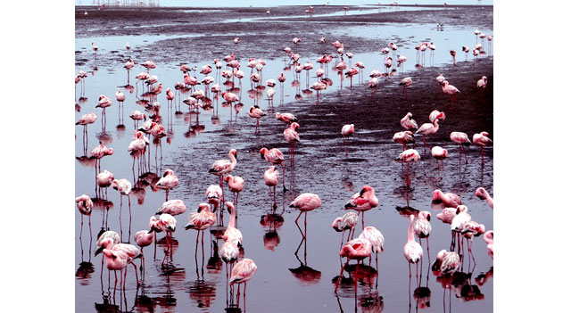 En Walvis Bay y Swakopmund, Namibia, frica, con el Costa Deliziosa. Por Flix Jos Hernndez.                                                                                Cuba Democracia y Vida.org                                                                                                                                                                                                                                                                             web/folder.asp?folderID=136