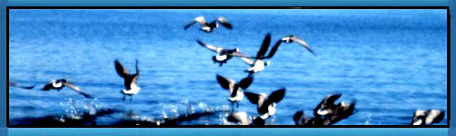 web/folder.asp?folderID=176